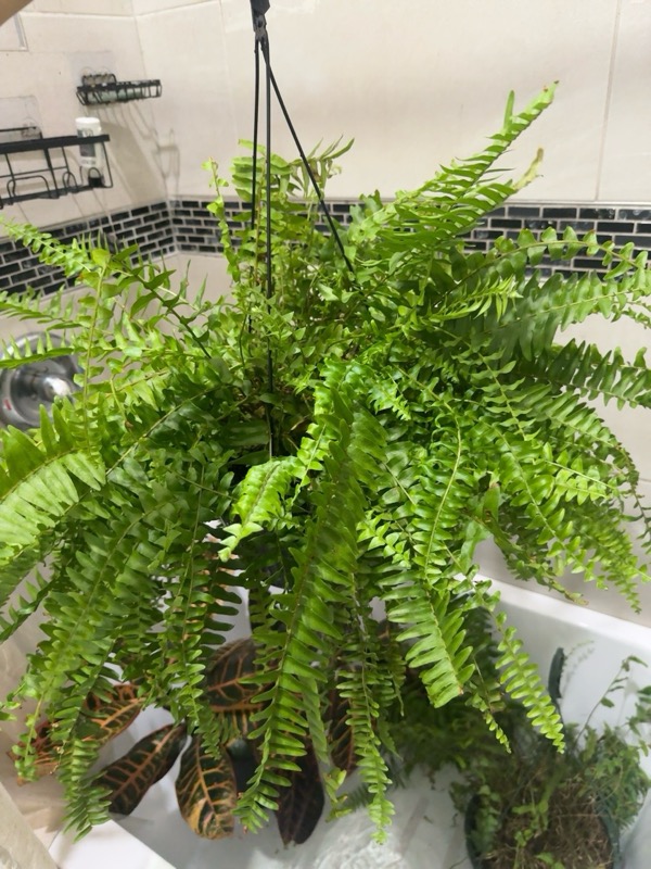 Boston Fern 1