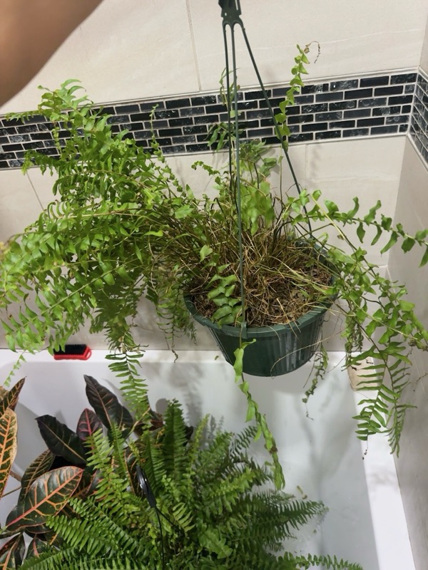 Boston Fern 2
