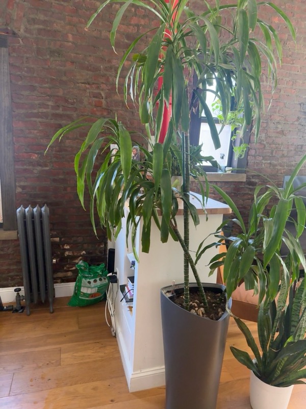 Corn Plant / Dracaena 1