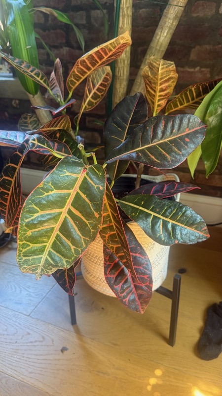 Croton