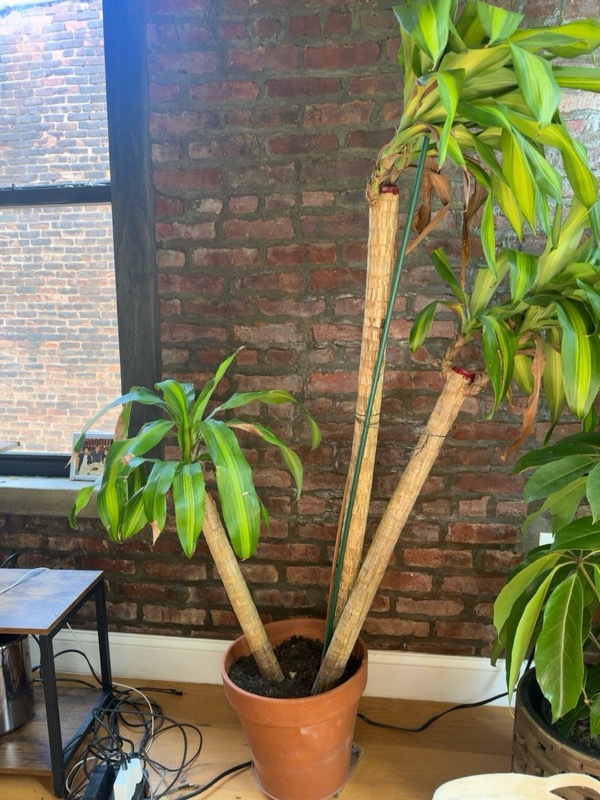 Dracaena 2 (multi-cane)