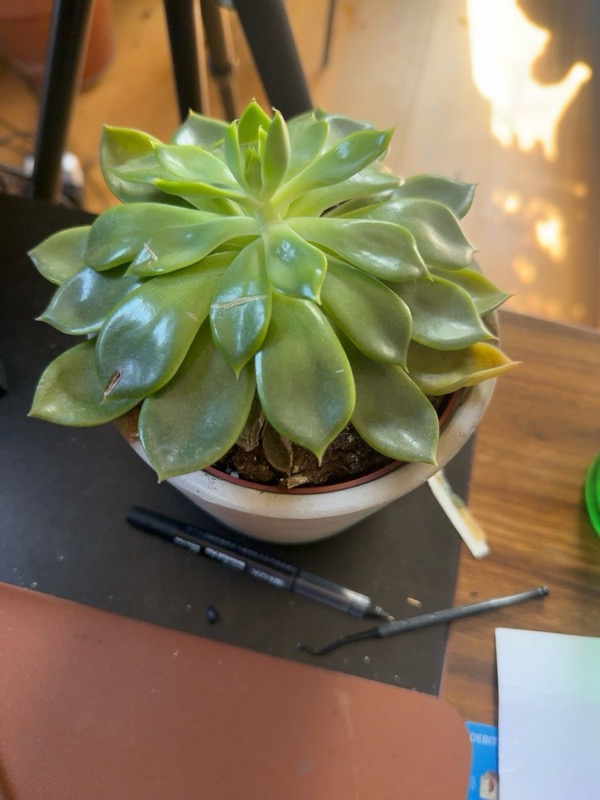 Echeveria