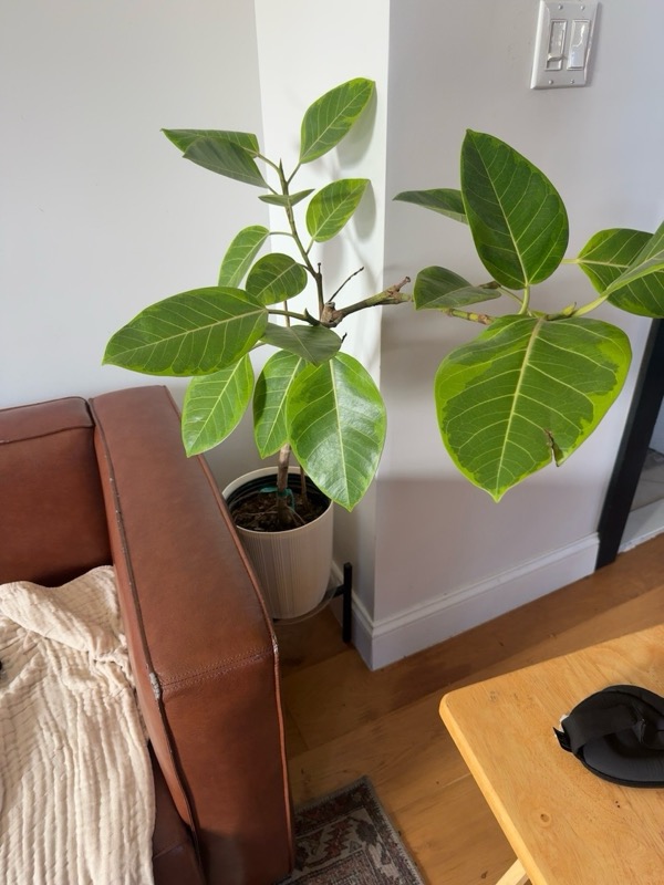 Ficus Altissima