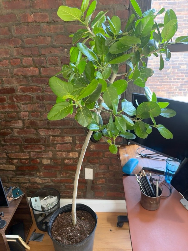 Ficus Audrey