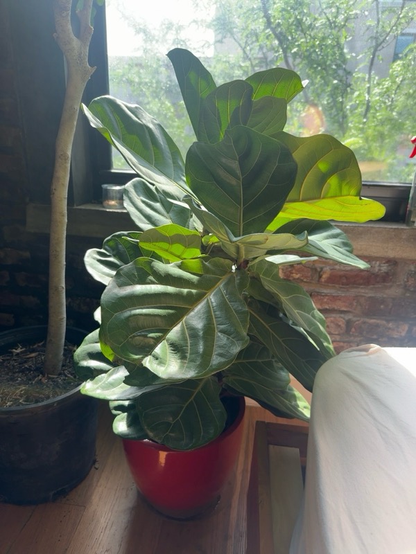 Fiddle Leaf Fig