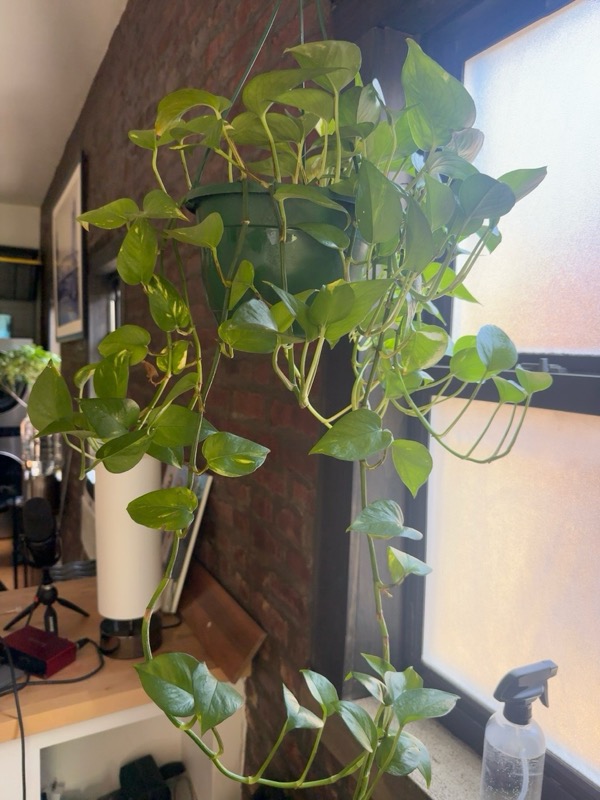 Golden Pothos