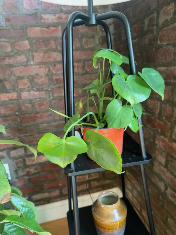 Juvenile Monstera
