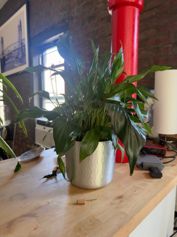 Peace Lily