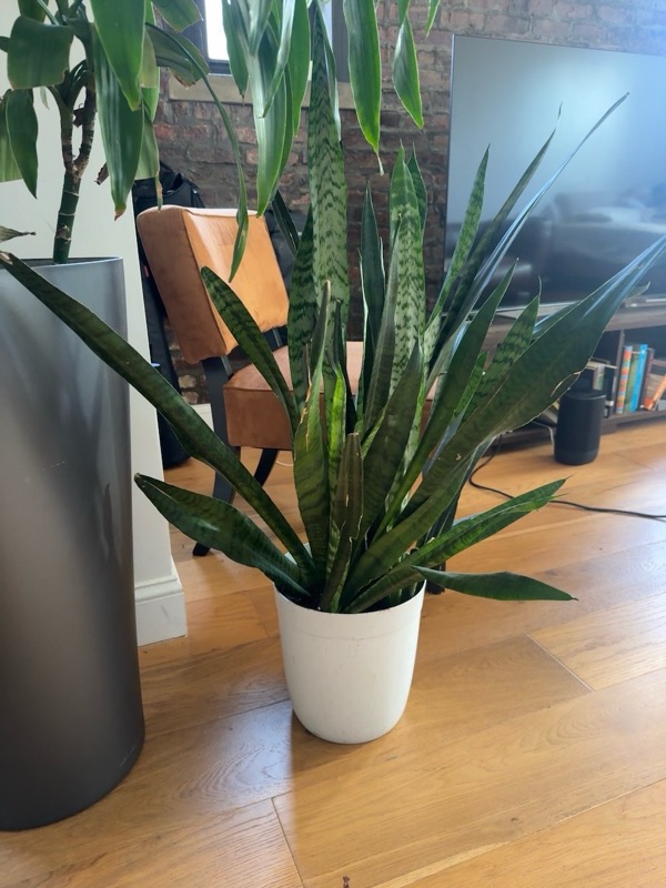 Snake Plant
