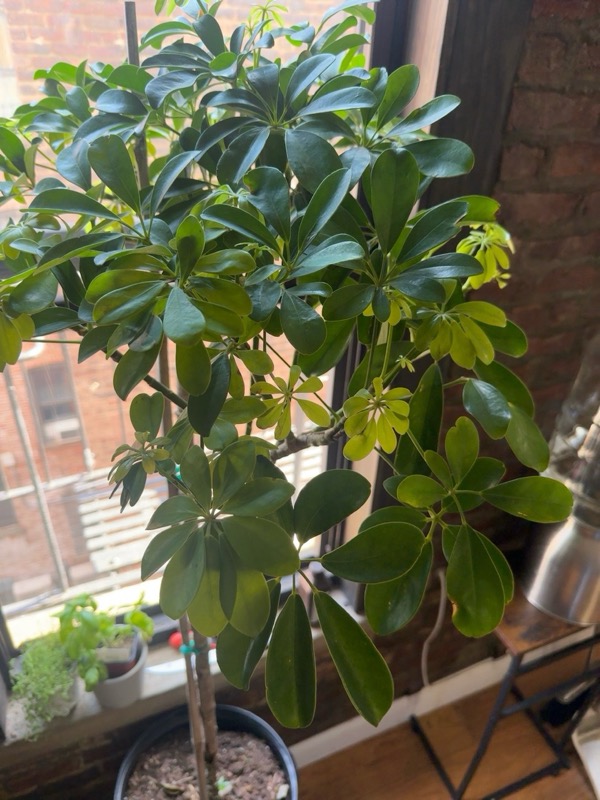 Umbrella Tree 1