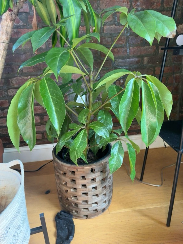 Umbrella Tree 2