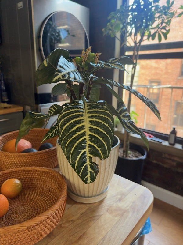 Weeping Fig