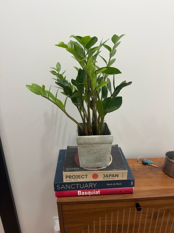 ZZ Plant